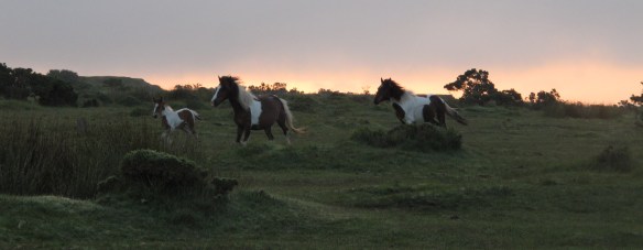 Wild Dartmoor ponies, happy to have the moor to themselves again
