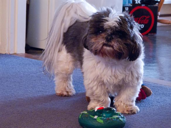 Would you have to ask if this is a dog?