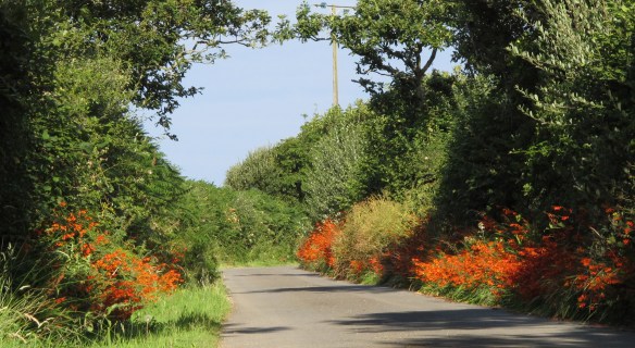 Montbretia, pronounced mombresia. Or something like that. Considered not just a weed but a thug. Isn't it gorgeous?