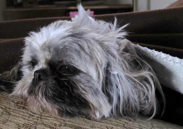 Minnie the Moocher, also known as Killer