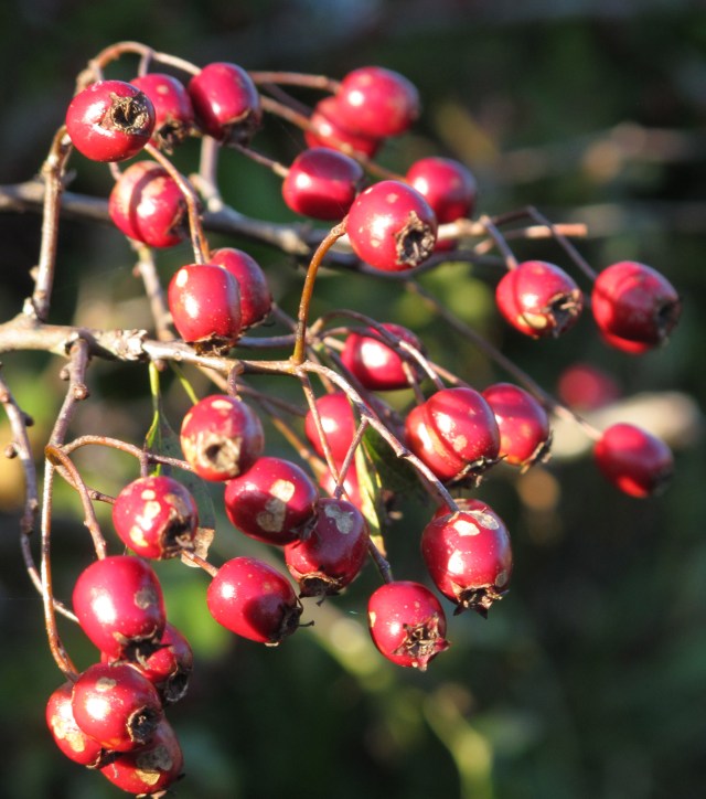 Deeply Irrelevant Photo: Red berries in the fall