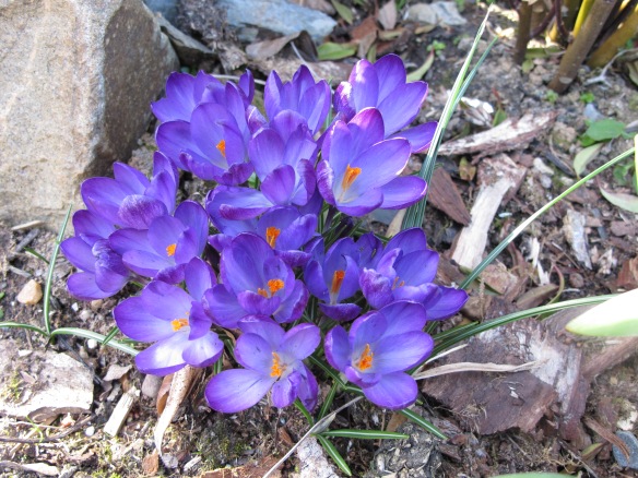 Irrelevant photo: It's spring! Crocuses by our back door.