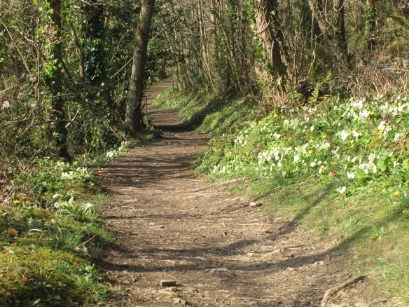 A footpath in Cornwall, with wildflowers.