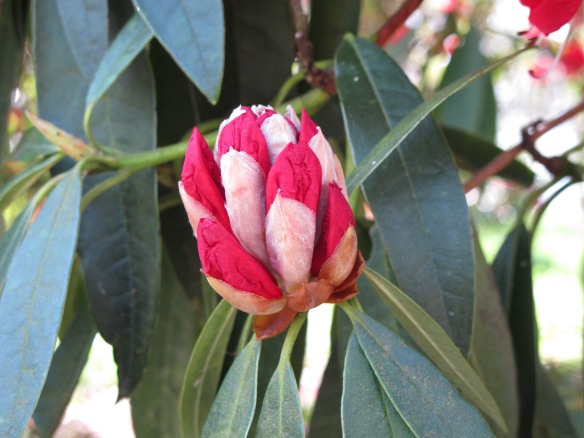 Irrelevant photo: Rhododendron getting ready to bloom. 