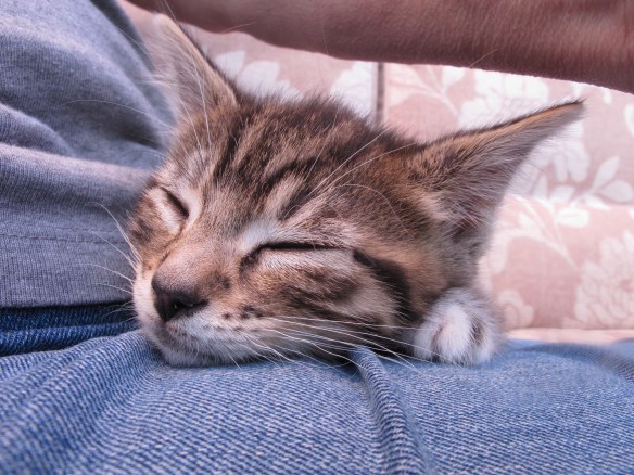 Fast Eddie, fast asleep