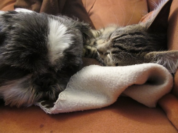 Screamingly irrelevant photo: Minnie the Moocher (left) and Fast Eddie