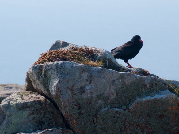 A chough, pronounced "chuff," Cornwall's official bird. It was driven to extinction in Cornwall, but a few years ago a pair flew over from Ireland and nested successfully, and a handful can now be found. Those who know are keeping their locations secret. I know and I ain't telling. Photo by Ida Swearingen, who ain't telling either.