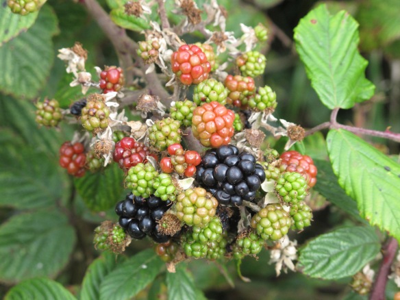 Irrelevant photo: wild blackberries