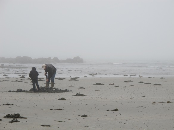 A rare relevant photo: digging clams on a foggy day. Marazion.