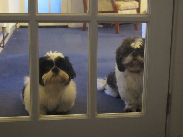 Irrelevant Photo: Sometimes I feel like I'm being watched. That's Moose on the left and Minnie the Moocher on the right. And no, they can't come in.
