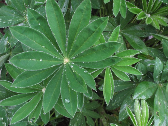 Irrelevant photo: Lupine leaves after a rain and before being eaten by slugs and snails.