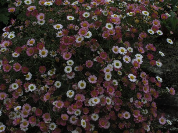 Yet another irrelevant photo