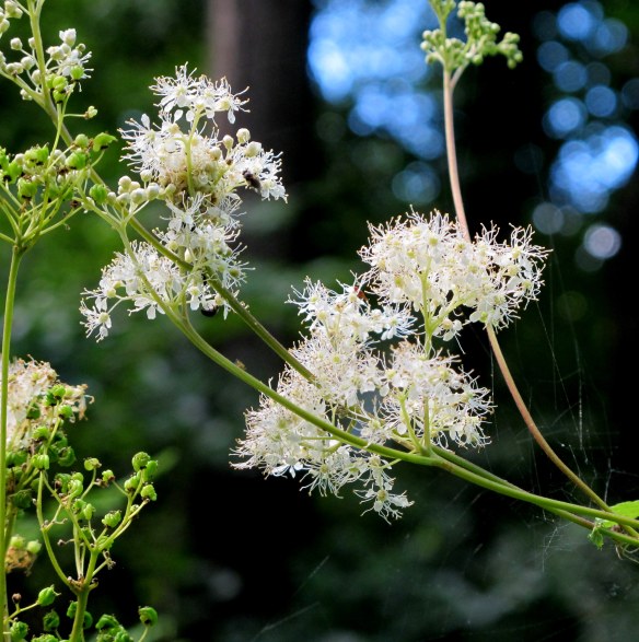 Irrelevant photo: meadowsweet, a wildflower that was once used to flavor mead. Or so my flower book tells me.