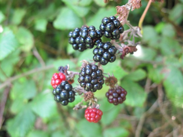 Irrelevant photo: Blackberries in October. Folklore holds that you shouldn't eat them after October 11 because the devil spits on them. Or in some versions of the tale, he pees on them. Yum. 